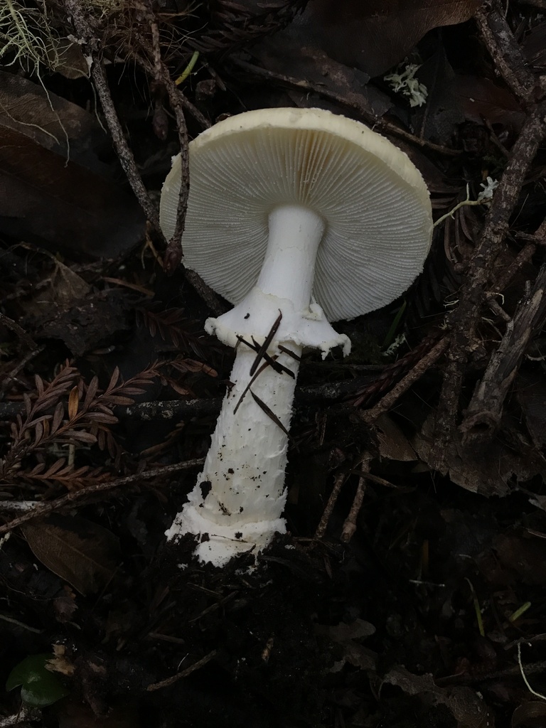 Amanita pantherinoides · January 2026 · photo: © paganka (iNaturalist, cc-by-nc)