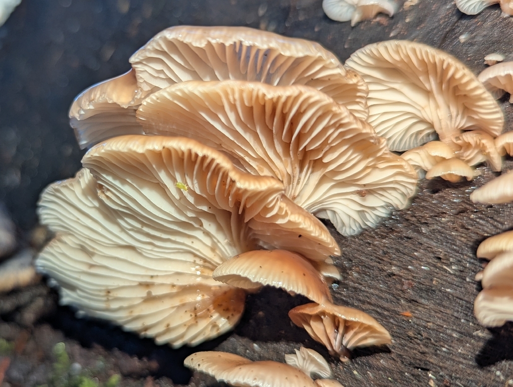 Scytinotus longinquus · January 2026 · photo: © benkeen (iNaturalist, cc0)