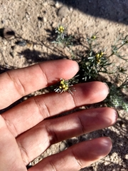 Thymophylla concinna