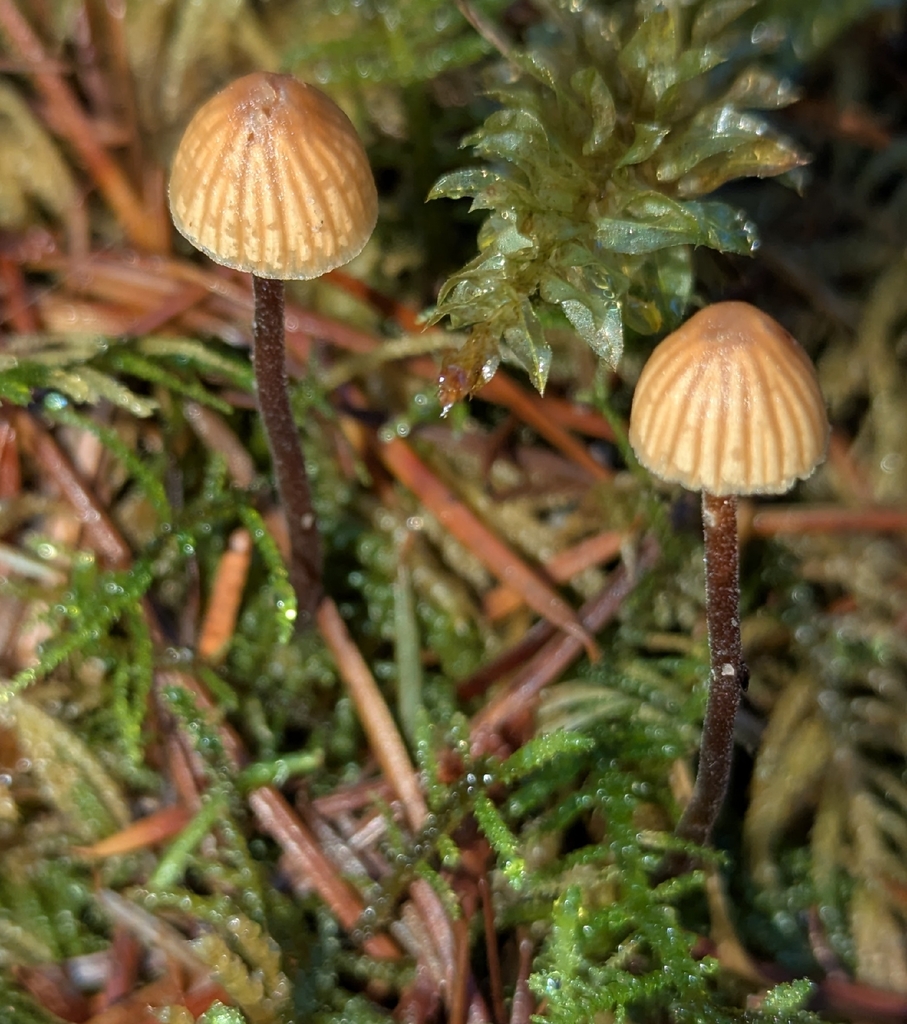 Galerina vittiformis