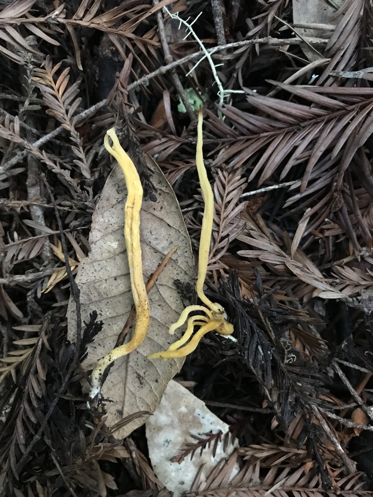 Clavulinopsis sp. 'CA01' · January 2026 · photo: © paganka (iNaturalist, cc-by-nc)