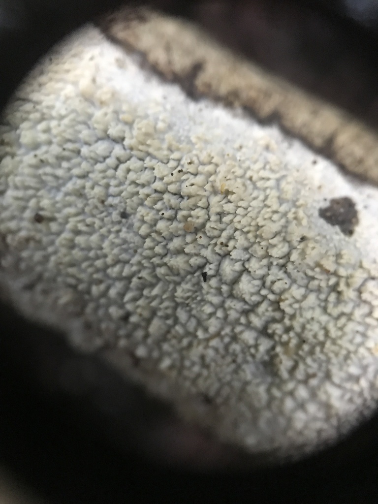 Xylodon quercinus