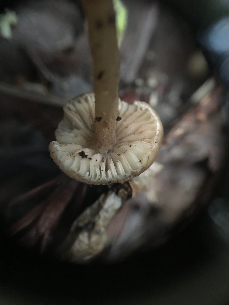 Entoloma cystomarginatum · January 2026 · photo: © paganka (iNaturalist, cc-by-nc)