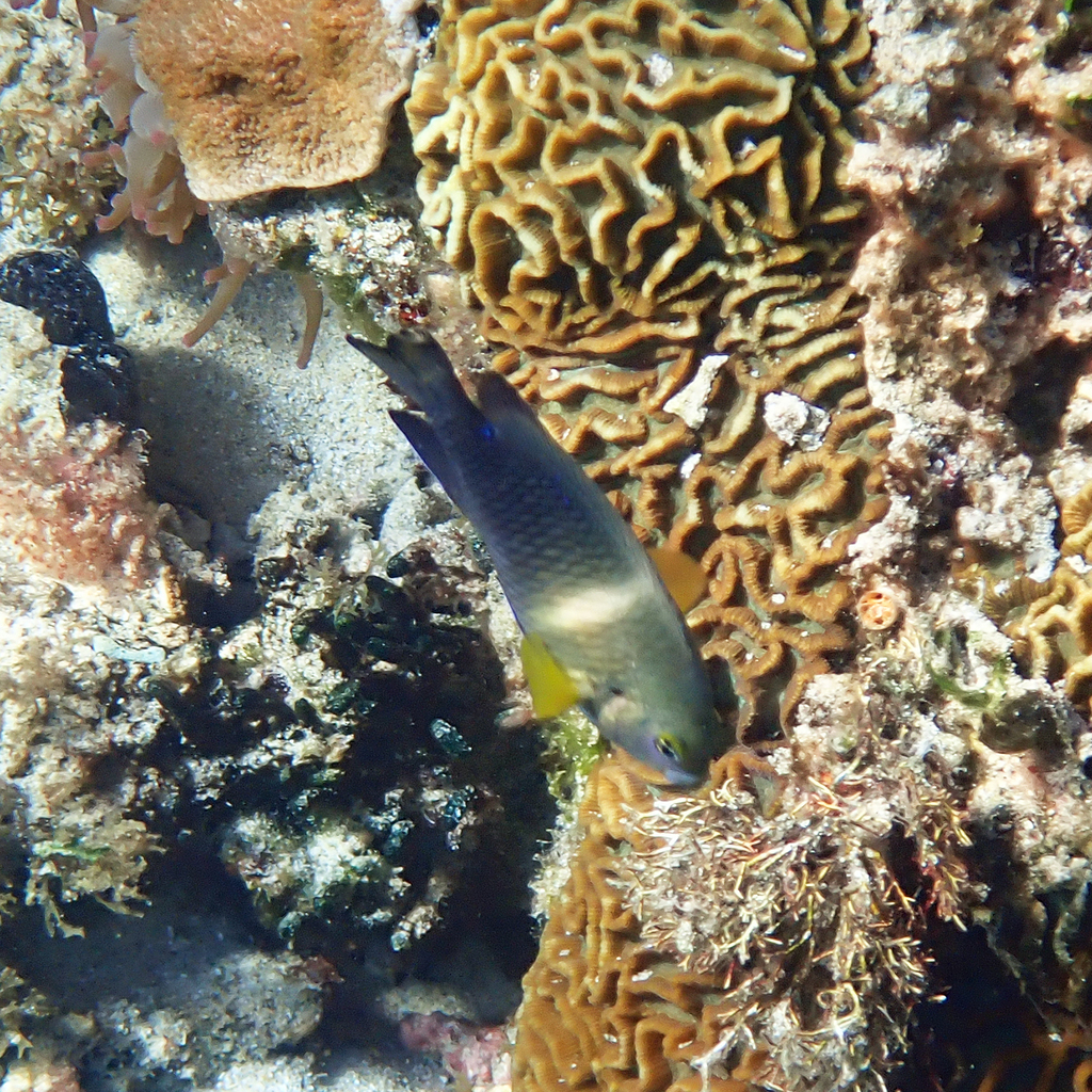Twinspot damselfish