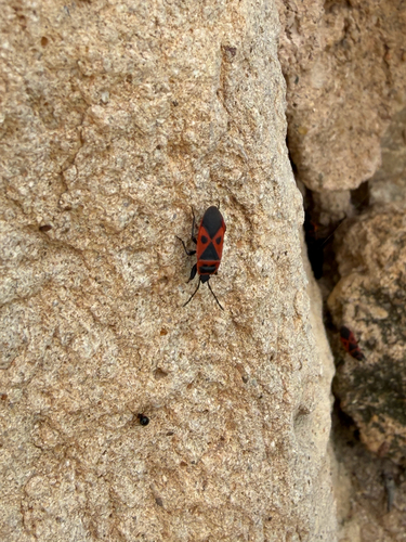 Mediterranean red bug