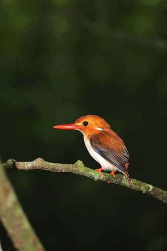 Madagascar Pygmy Kingfisher