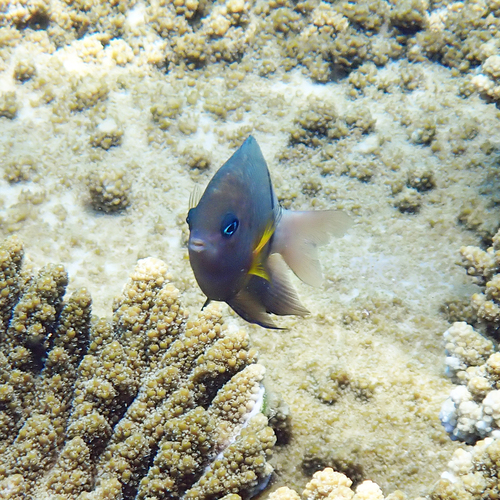 Blackbar devil (Plectroglyphidodon dickii) — Pomacentridae