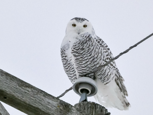 Snowy Owl (Bubo scandiacus), photo 8