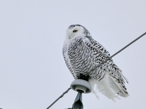 Snowy Owl (Bubo scandiacus), photo 9