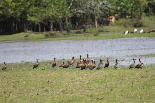 White-faced Whistling Duck (Dendrocygna viduata), photo 6
