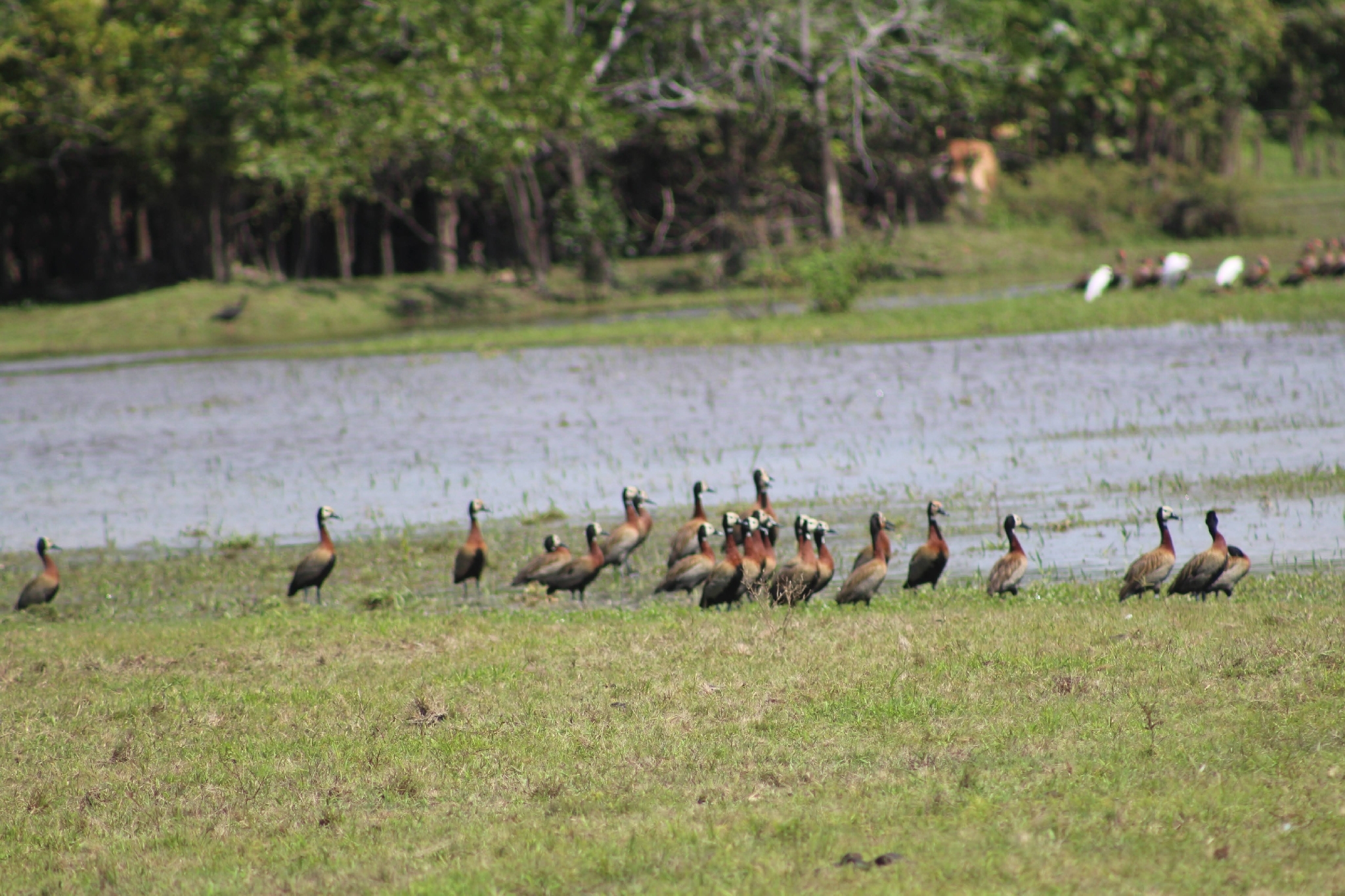 White-faced Whistling Duck (Dendrocygna viduata), photo 6