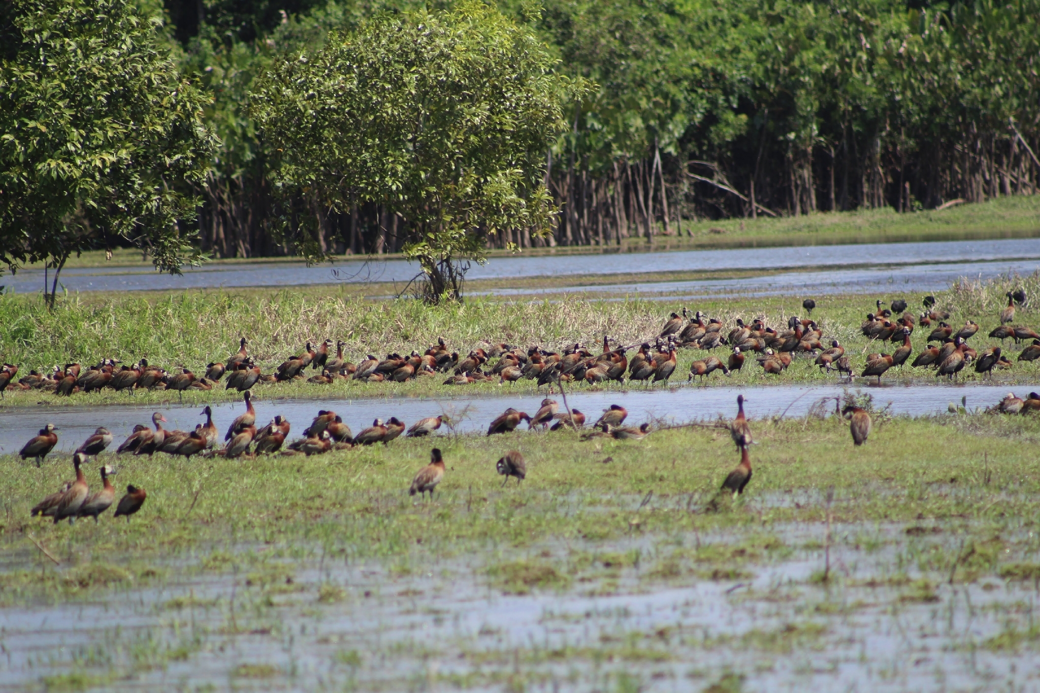 White-faced Whistling Duck (Dendrocygna viduata), photo 7