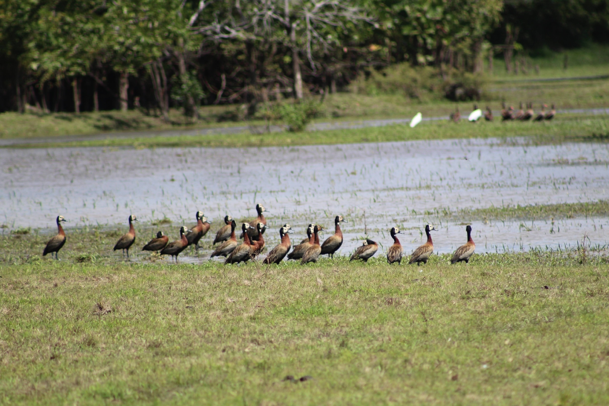 White-faced Whistling Duck (Dendrocygna viduata), photo 8