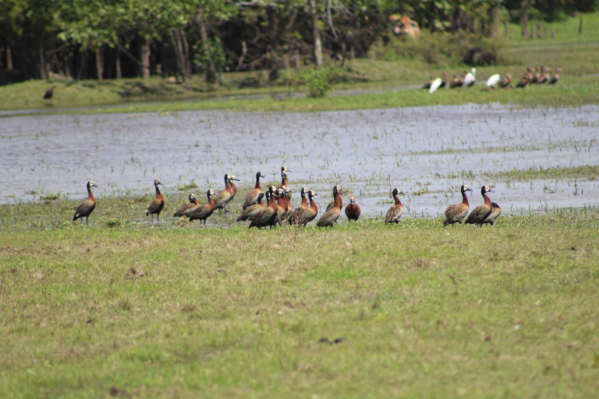 White-faced Whistling Duck (Dendrocygna viduata), photo 9