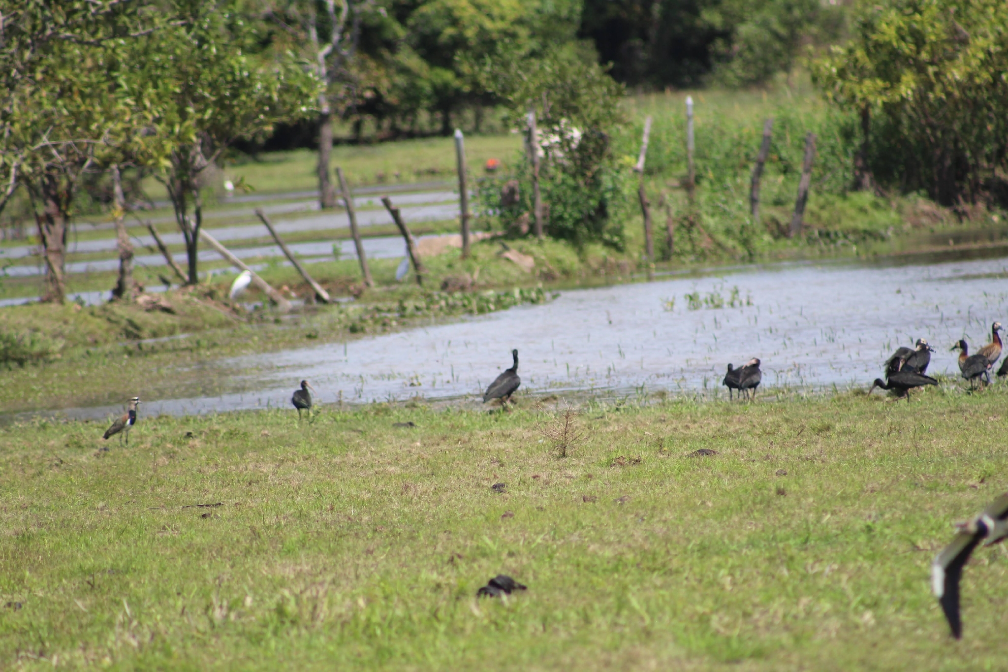 White-faced Whistling Duck (Dendrocygna viduata), photo 10