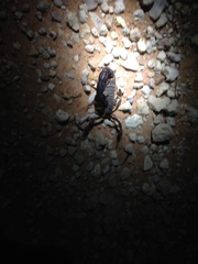 Parabuthus granulatus