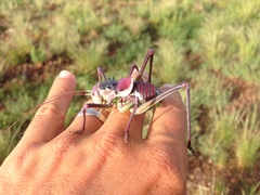 Acanthoplus longipes