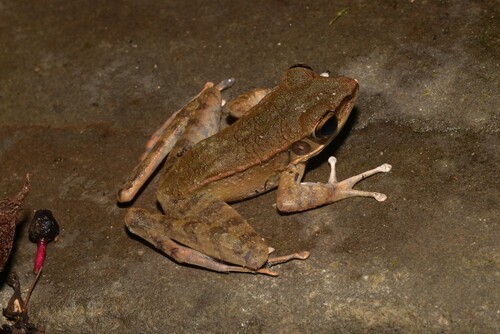 Dusky-footed Torrent Frog, Meristogenys orphnocnemis