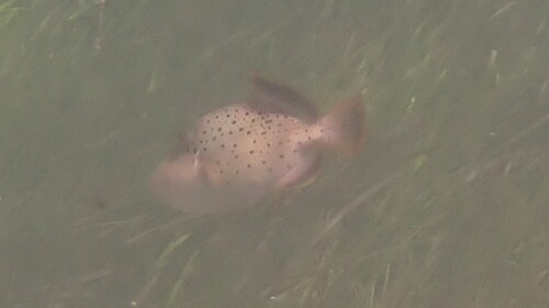 Black-spotted triggerfish (Pseudobalistes flavimarginatus) — Balistidae