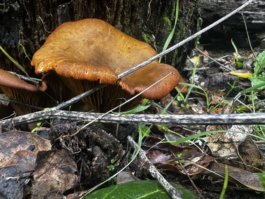 Omphalotus olivascens · January 2026 · photo: © katrinamccollough (iNaturalist, cc0)