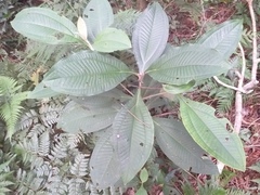 Miconia discolor