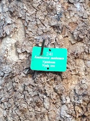 Xanthocercis zambesiaca