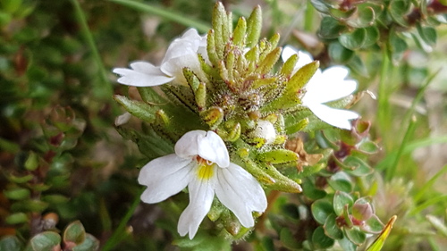 Euphrasia alsa (Euphrasia alsa)