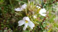 Eyebright (Euphrasia alsa)