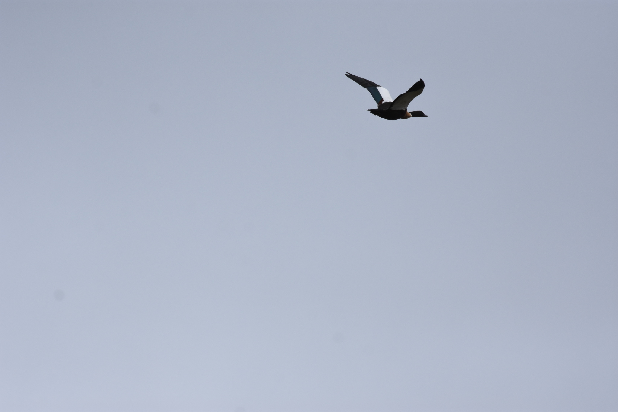 Australian Shelduck (Tadorna tadornoides), photo 4