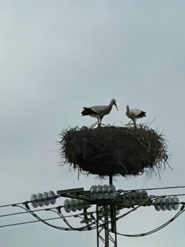 European White Stork