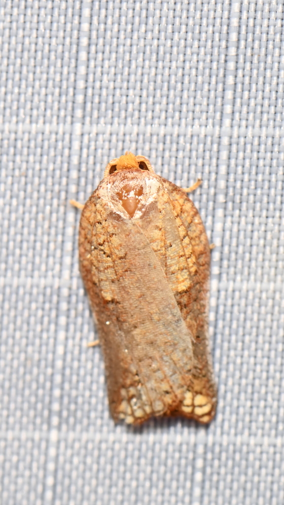 Tinacrucis patulana