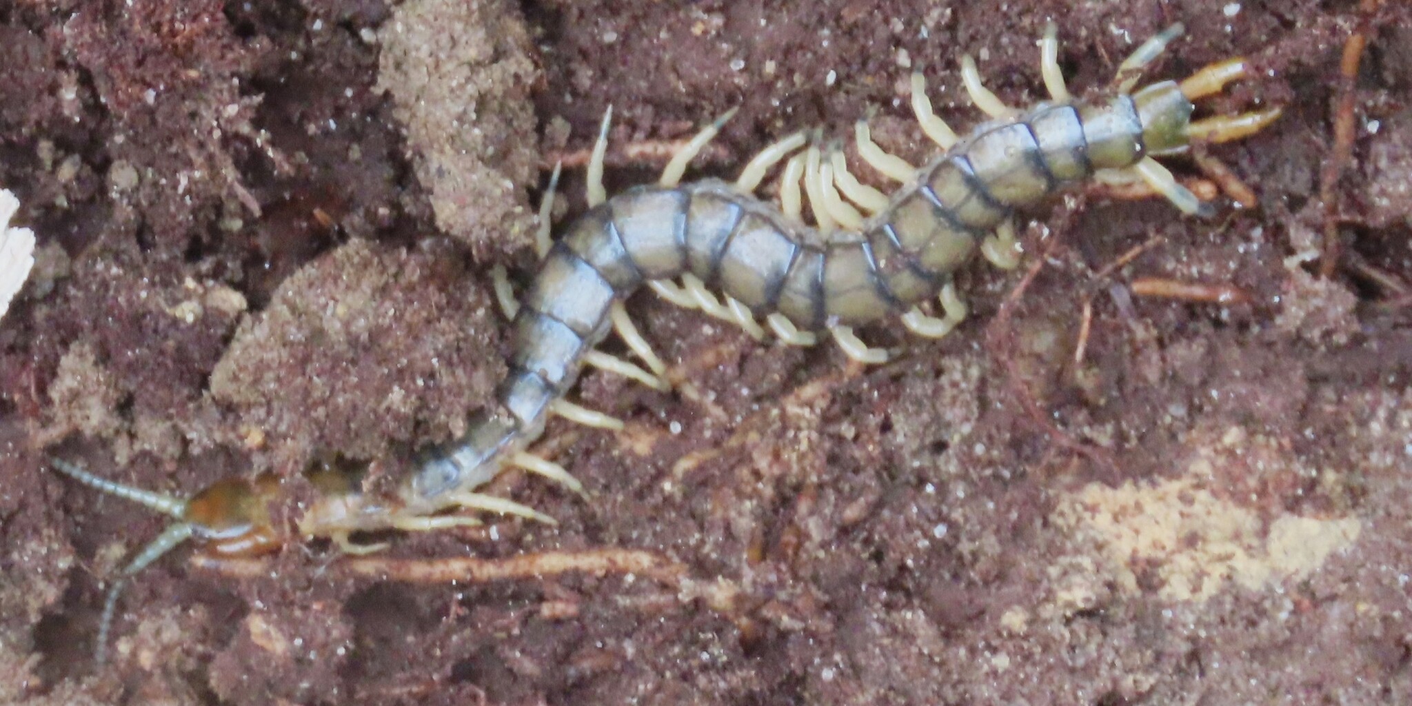 Hemiscolopendra marginata Say, 1821