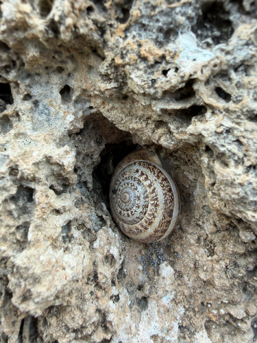 Chocolate-band Snail