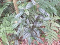 Miconia pusilliflora