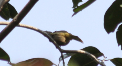 Ayeyarwady Bulbul (Pycnonotus blanfordi), photo 9