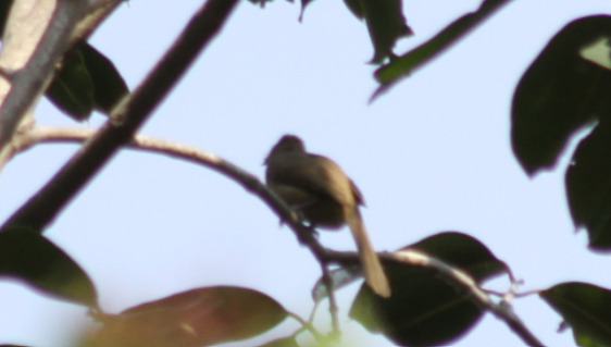 Ayeyarwady Bulbul (Pycnonotus blanfordi), photo 8