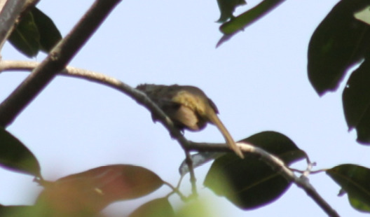 Ayeyarwady Bulbul (Pycnonotus blanfordi), photo 7