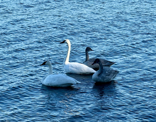 Trumpeter Swan