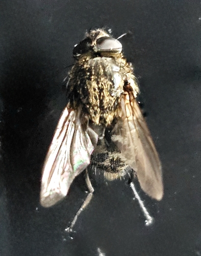 Unknown species found near Laurel Run, PA, USA