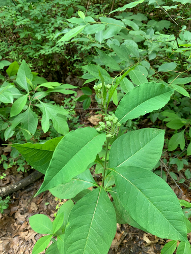 iNaturalist observation photo of poke milkweed