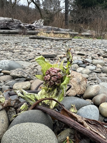 Arctic Butterbur winter