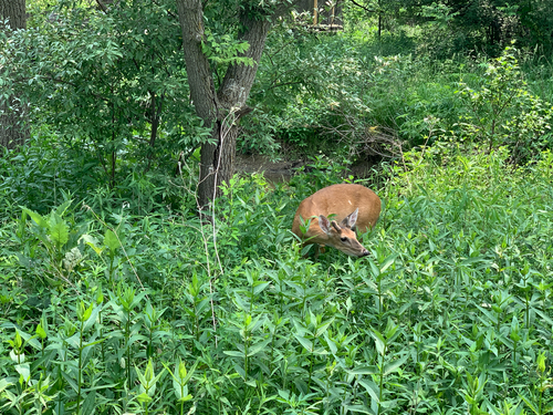 iNaturalist observation photo of White-tailed Deer
