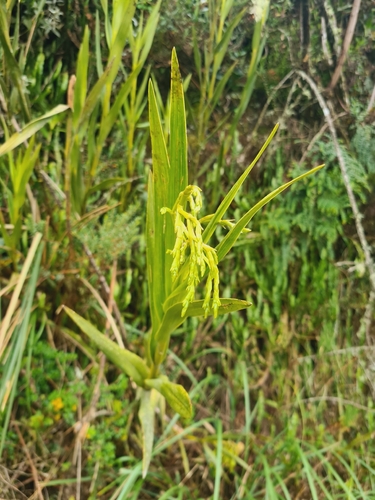 Epidendrum acrorhodum Hágsater & Dodson