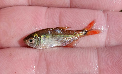 Buenos Aires tetra (Hyphessobrycon anisitsi) — Characidae — 3