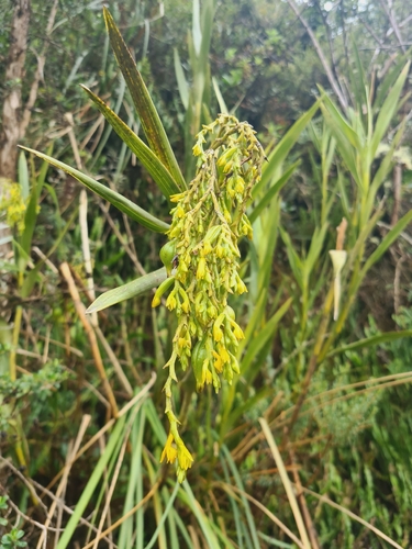 Epidendrum acrorhodum Hágsater & Dodson 2