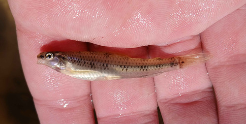 Darter tetra (Characidium zebra) — Crenuchidae