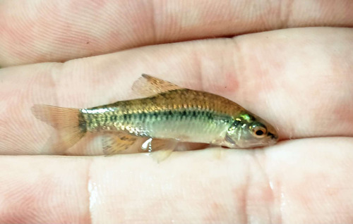 Rachow's darter characin (Characidium rachovii) — Crenuchidae — 2