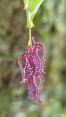 Acianthera oscitans