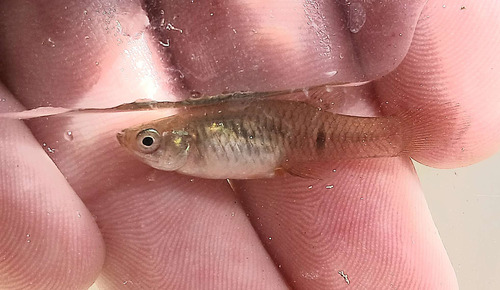 Dusky millions fish (Phalloceros caudimaculatus) — Poeciliidae