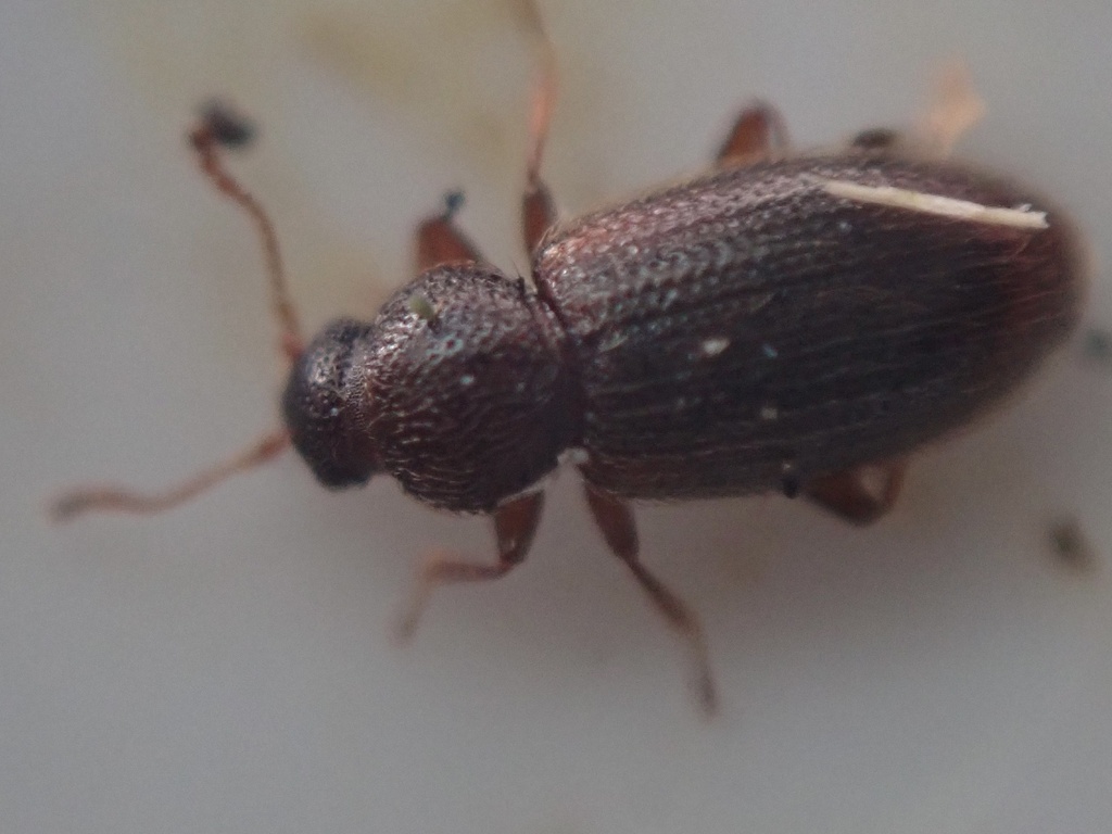 Corticaria crenulata